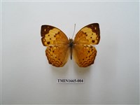 藏品(黃襟蛺蝶)的圖片